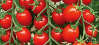 فروش گوجه فرنگی