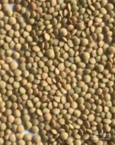 فروش عدس درشت