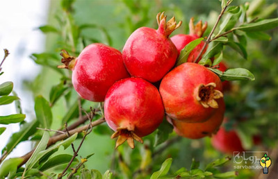 فروش انار