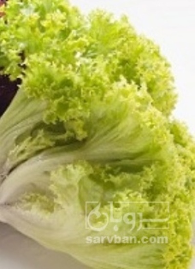 فروش کاهو فرانسوی سبز