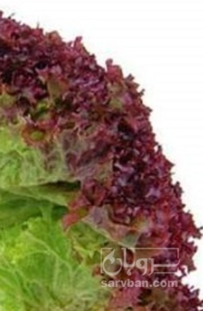 فروش کاهو فرانسوی بنفش