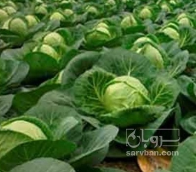 فروش کلم برگی سفید