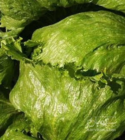 فروش کاهو ایسبرگ - آیسبرگ