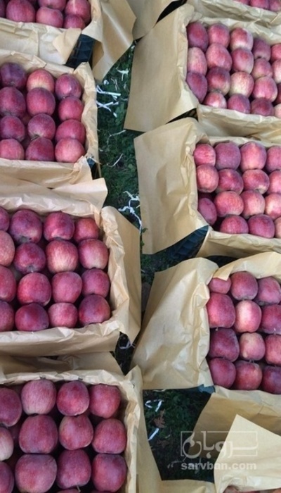 فروش سیب قرمز
