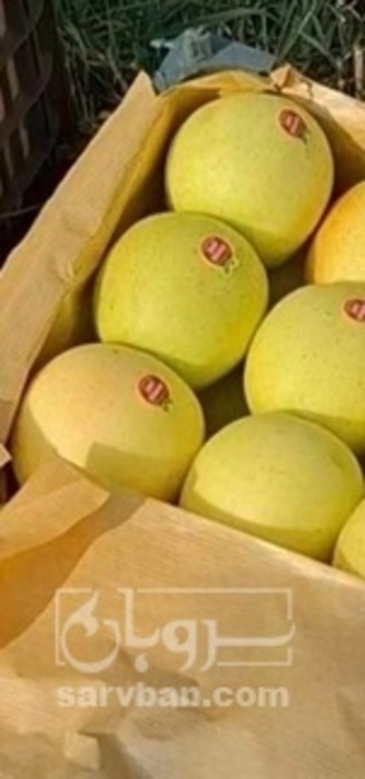 فروش سیب زرد
