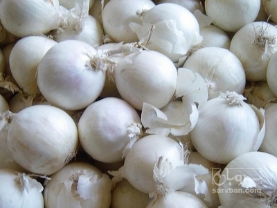 فروش پیاز سفید