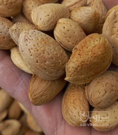 فروش بادام درختی