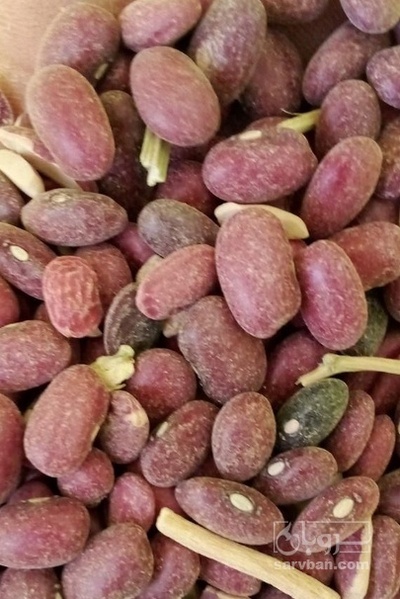 فروش لوبیا قرمز