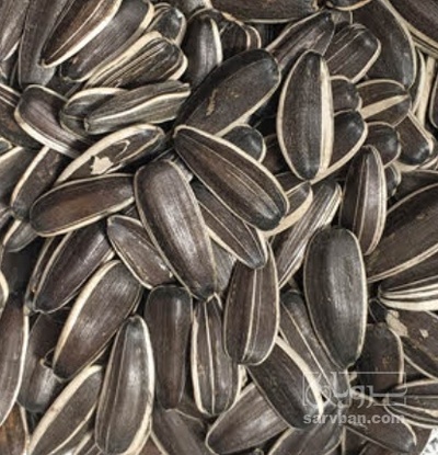 فروش تخمه آفتابگردان بود داده