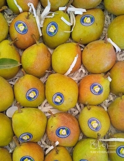 فروش گلابی درگزی