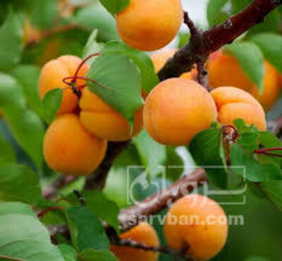 فروش زردآلو