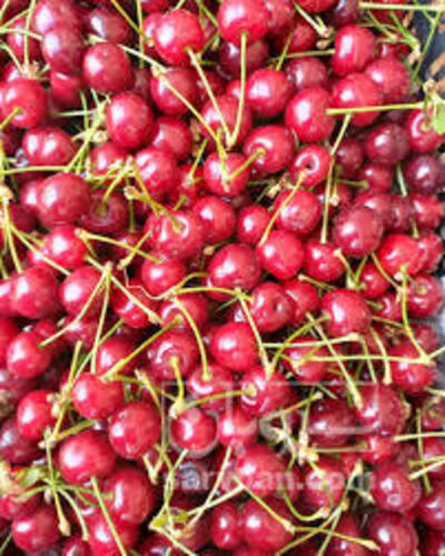 فروش آلبالو
