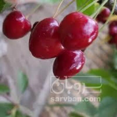 فروش گیلاس