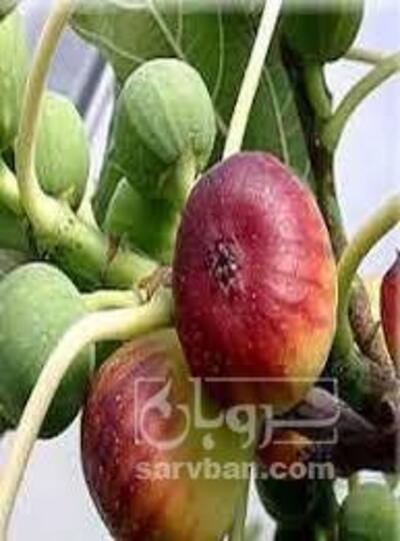 فروش انجیر