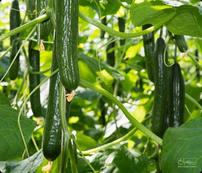 فروش خیار درختی