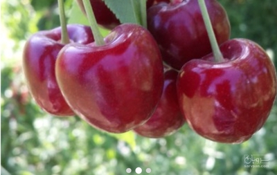فروش گیلاس