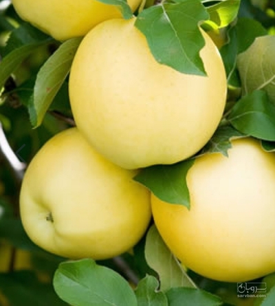 فروش سیب لبنانی