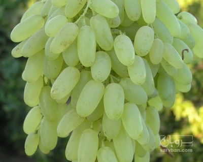 فروش انگورعسگری