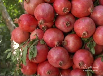 فروش انار