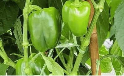 فروش فلفل دلمه ای