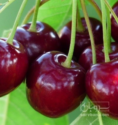 فروش گیلاس