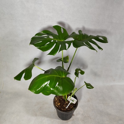 فروش گل آپارتمانی