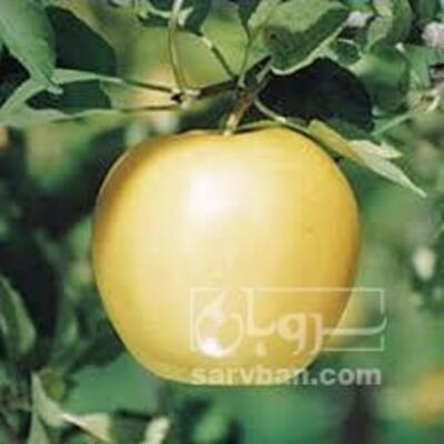 فروش سیب زرد