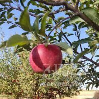 فروش سیب قرمز