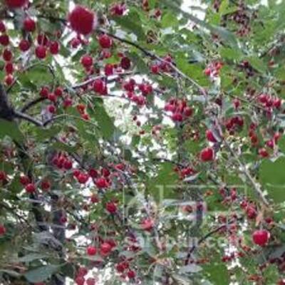 فروش آلبالو