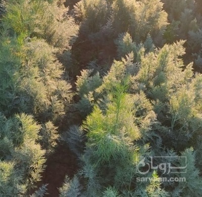 فروش شوید تازه هکتاری