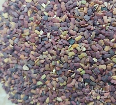 فروش عدس الملک