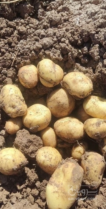 فروش سیب زمینی جلی