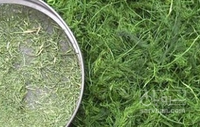 فروش شوید خشک پفکی