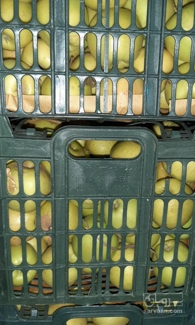 فروش سیب زرد