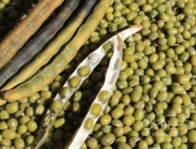 فروش ماش ارتشی