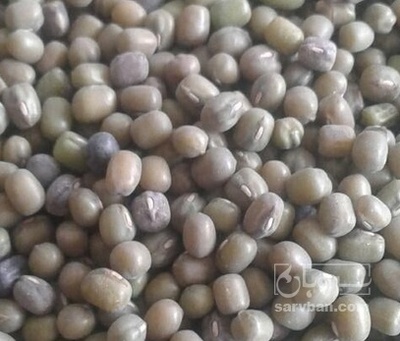 فروش ماش | سروبان