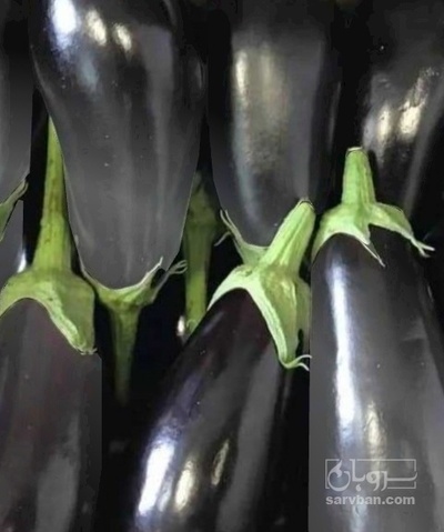 فروش بادمجان گلخانه ایی