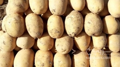 فروش سیب زمینی جلی
