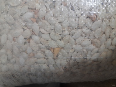 فروش تخمه کدو