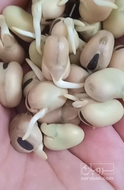 فروش باقلا خشک