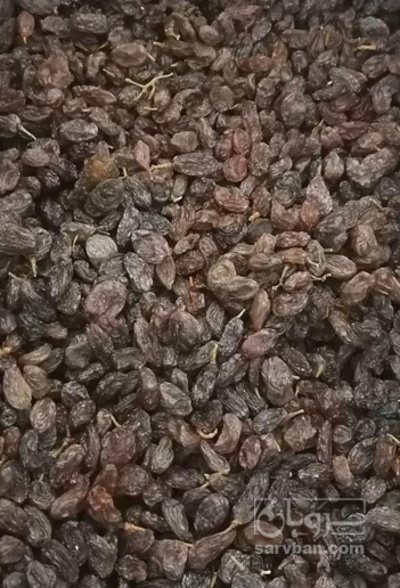 فروش کشمش افتابی