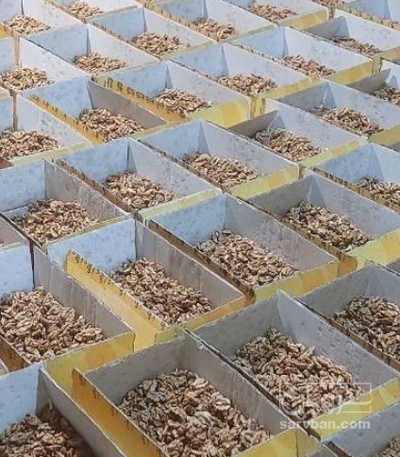 فروش  مغزگردو