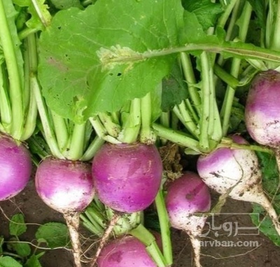 فروش شلغم هکتاری