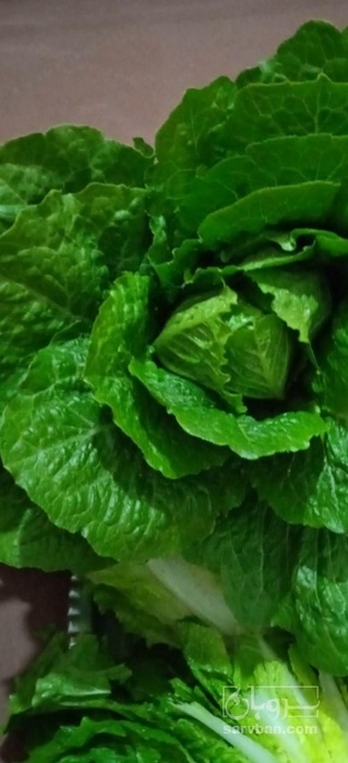 فروش کاهو ایرانی - رومانو هکتاری