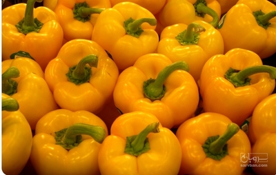 فروش فلفل دلمه ای زرد