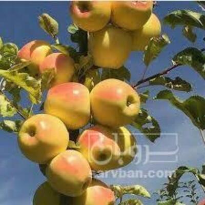 فروش سیب زرد
