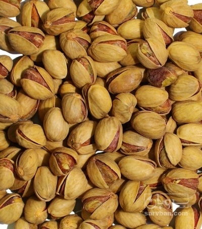 فروش پسته کله قوچی