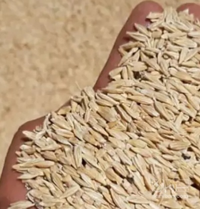 فروش جو محلی