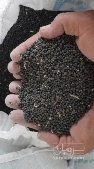 فروش ماش سیاه