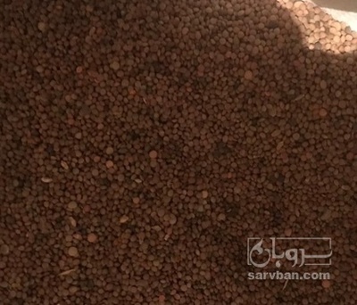 فروش عدس محلی